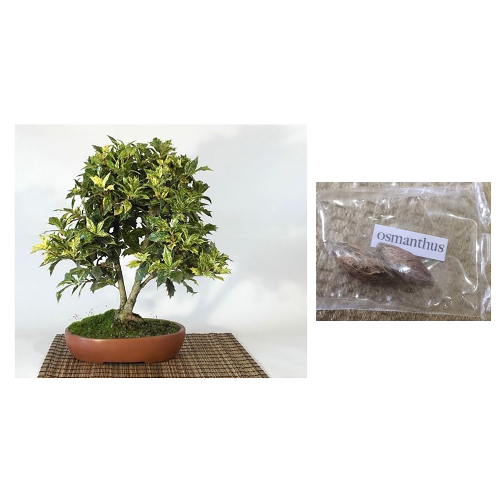 ligustrum nitida bonsai Flowering Ligustrum Bonsai Tree