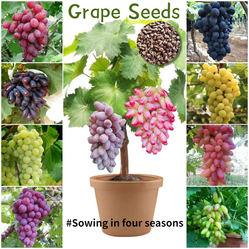 [Easy to grow in Philippines] Fresh Grape Seeds for Planting Fruit
