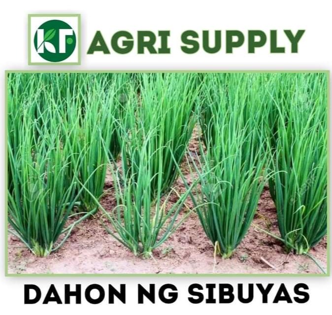 Sibuyas Plant