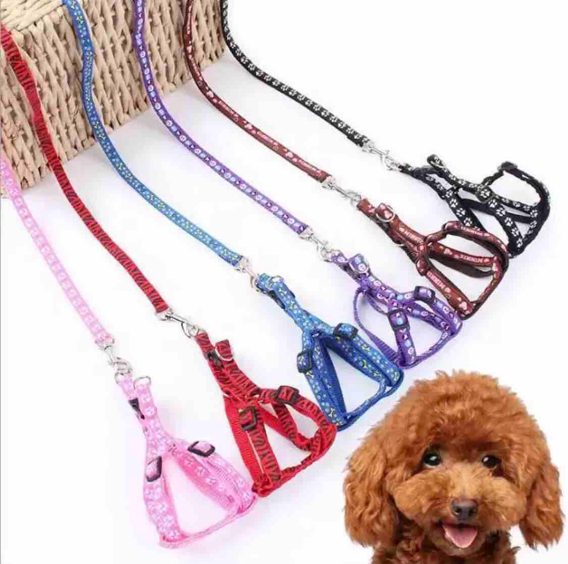 puppy dog leash