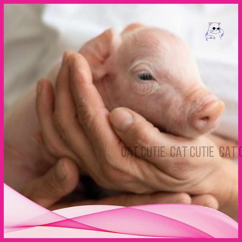 [ CAT CUTIE ] PIG PREGNANCY TEST KIT Pig Urine Pregnancy Test Early