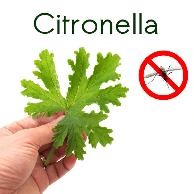 Citronella Plant for Planting Herbal Plants Planting Instructions for