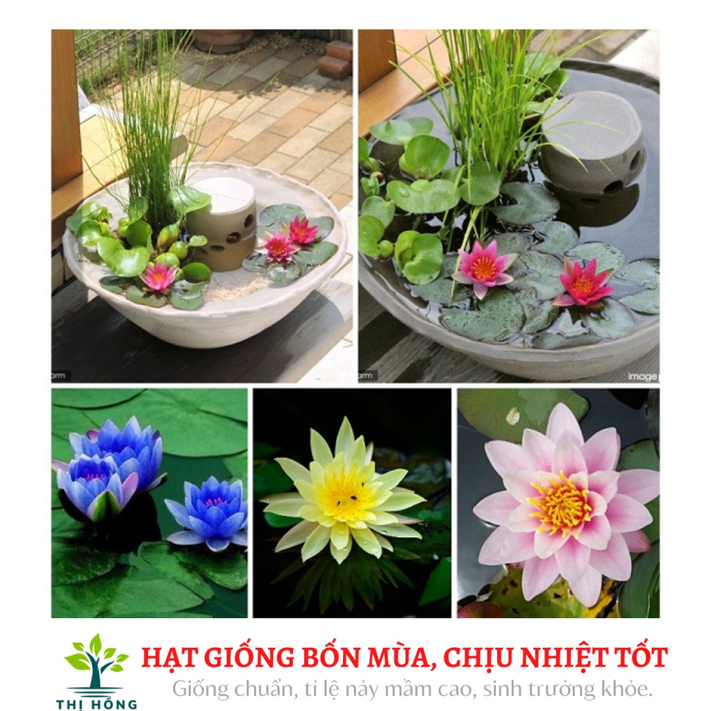 Hạt giống hoa súng mini nhiều màu 5H