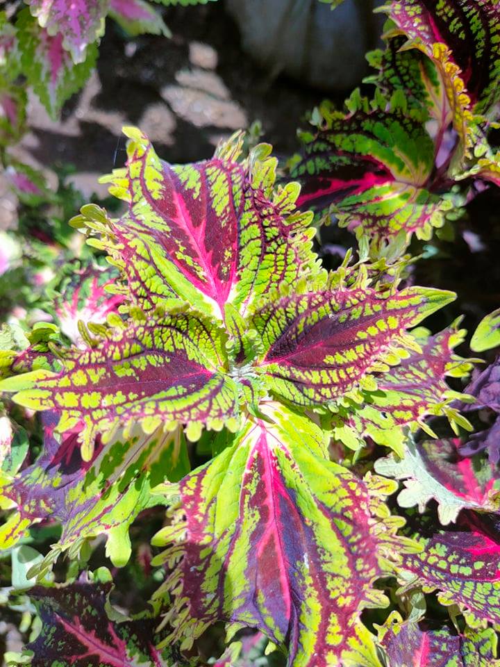 Mayana Coleus Rainbow Lace (Super Rare Mayana) with FREE plastic pot