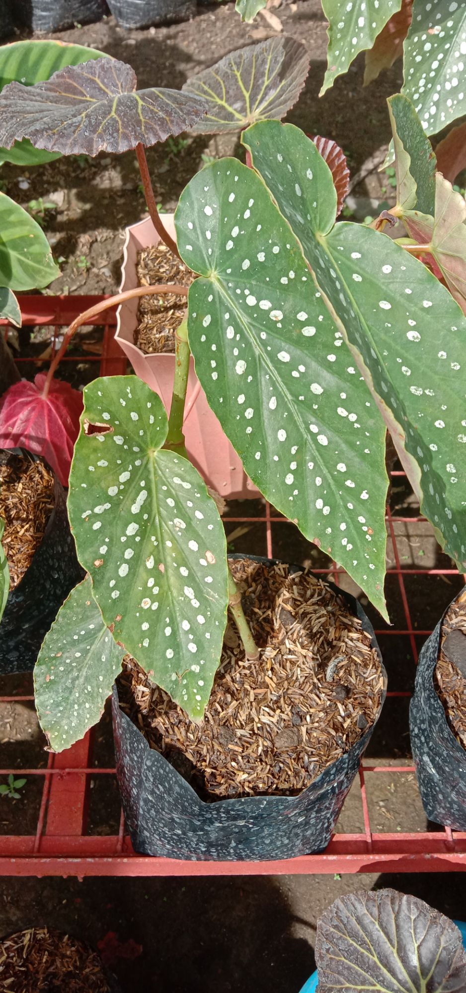 begonia angel wing plant | Lazada PH