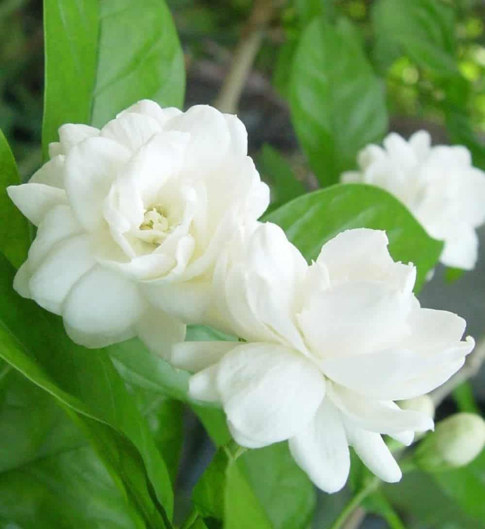 Sampaguita White jasmine Seeds,arabian jasmine Lazada PH