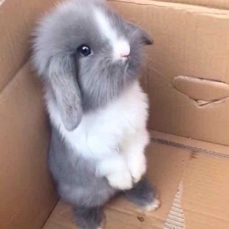 Small rabbits grow up alive, small panda rabbits, small dwarf rabbits ...