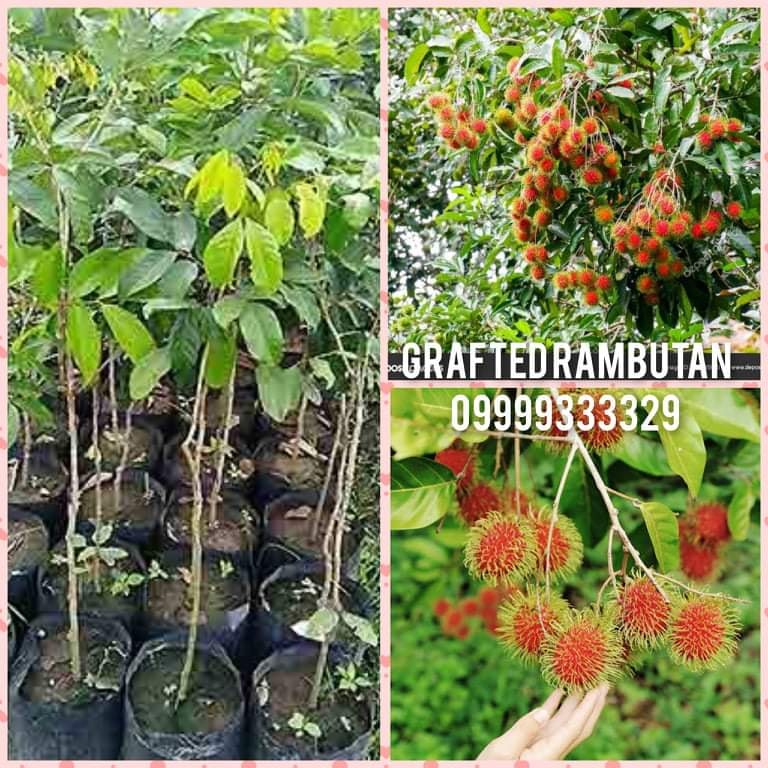 FREE SHIPPING Grafted Rambutan Seedlings 15 inches height (rooted but