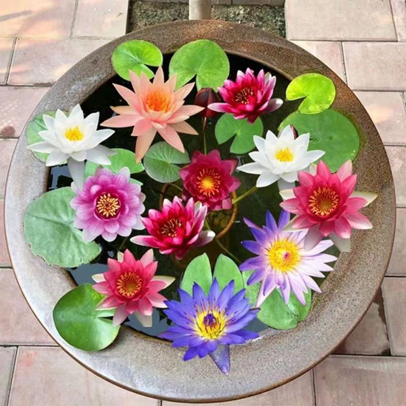 Easy to grow in Malaysia] Lotus Water Lily Bonsai Seeds Flower