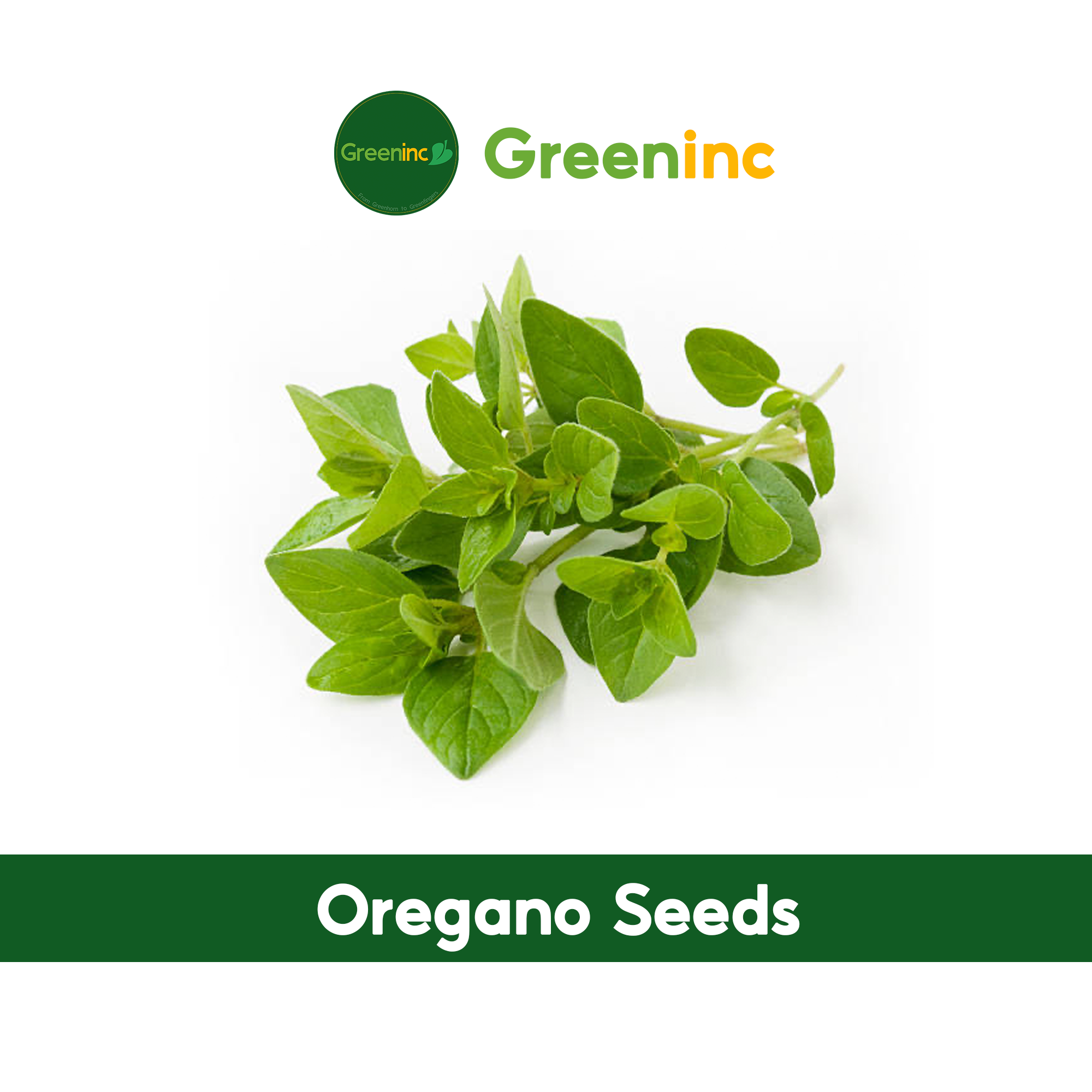 Oregano Seeds Herb Seeds from SG 50 seeds (not live plants) Lazada PH