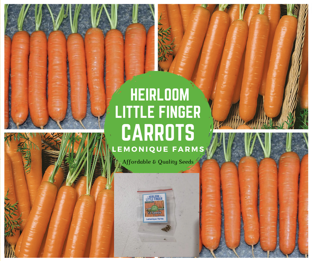 Carrot seeds Danver Carrots, Tendersweet Carrots Little Finger