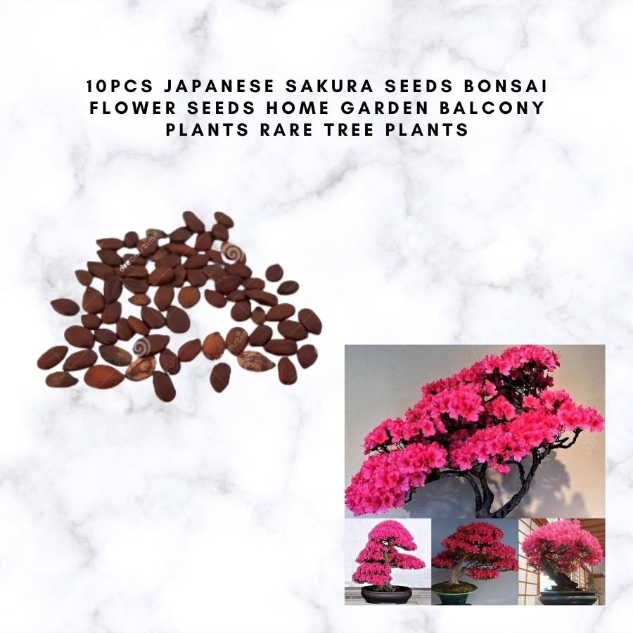 10pcs Japanese Sakura Seeds Bonsai Flower Seeds Home Garden Balcony