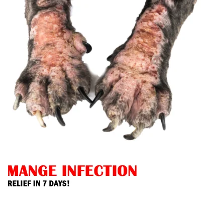 BRIM Mange Infection Advance ointment for human and pets , mange treatment for dogs , mange treatment , mange for rabbits , mange treatment for rabbit , mange soap for dogs , mange medicine for dogs , mange treatment cat , mange treatment for dogs spray