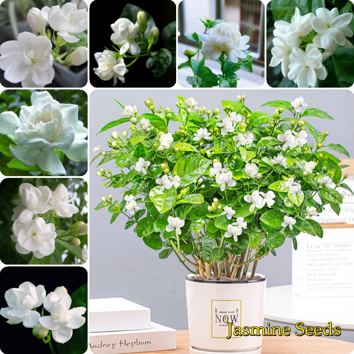 Mini Dry Rose Bud Natural Dried Flowers Organi Jasmine Flower