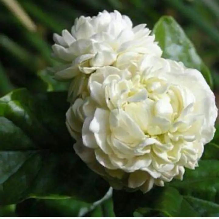 Sampaguita Flower Language Best Flower Site