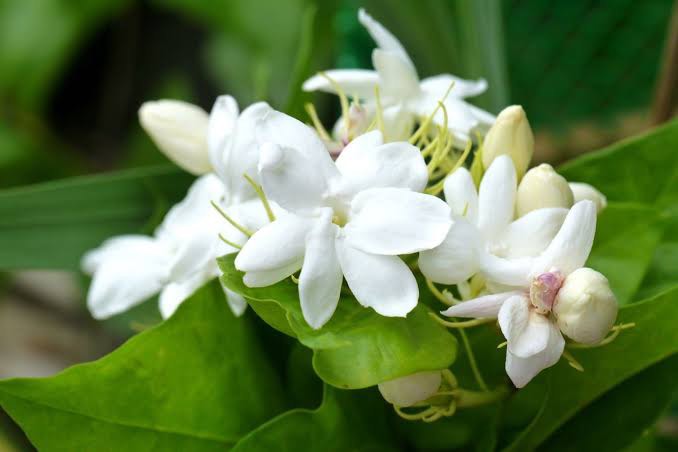 Sampaguita Plant with FREE plastic pot and garden soil (Outdoor Plant Real  Plant and Limited Stock) - Plants for Sale Indoor Plants Seeds With 7-Day  Warranty - Lazada | Lazada Philippines