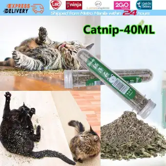 cat toys lazada