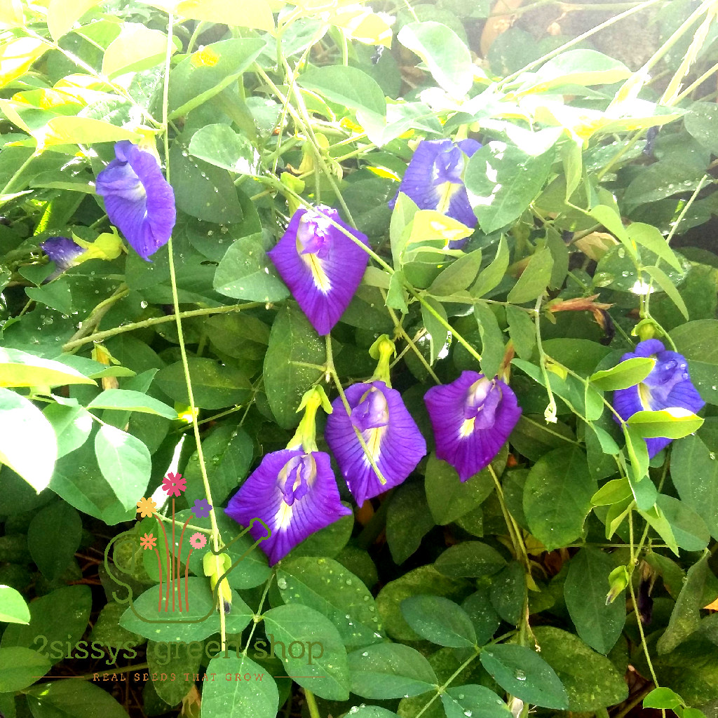 Blue Ternate Clitoria Ternatea Butterfly 50 seeds (not live plants)