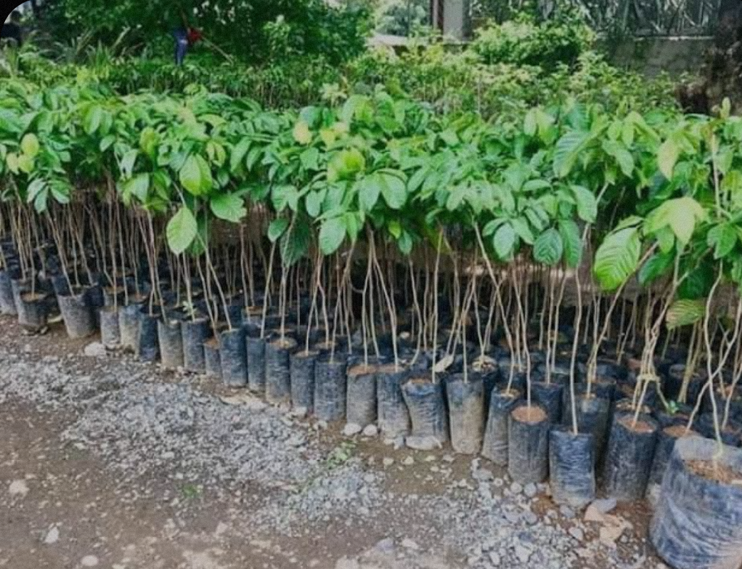 Lanzones Plant (Longkong Variety) with FREE plastic pot, pebbles and