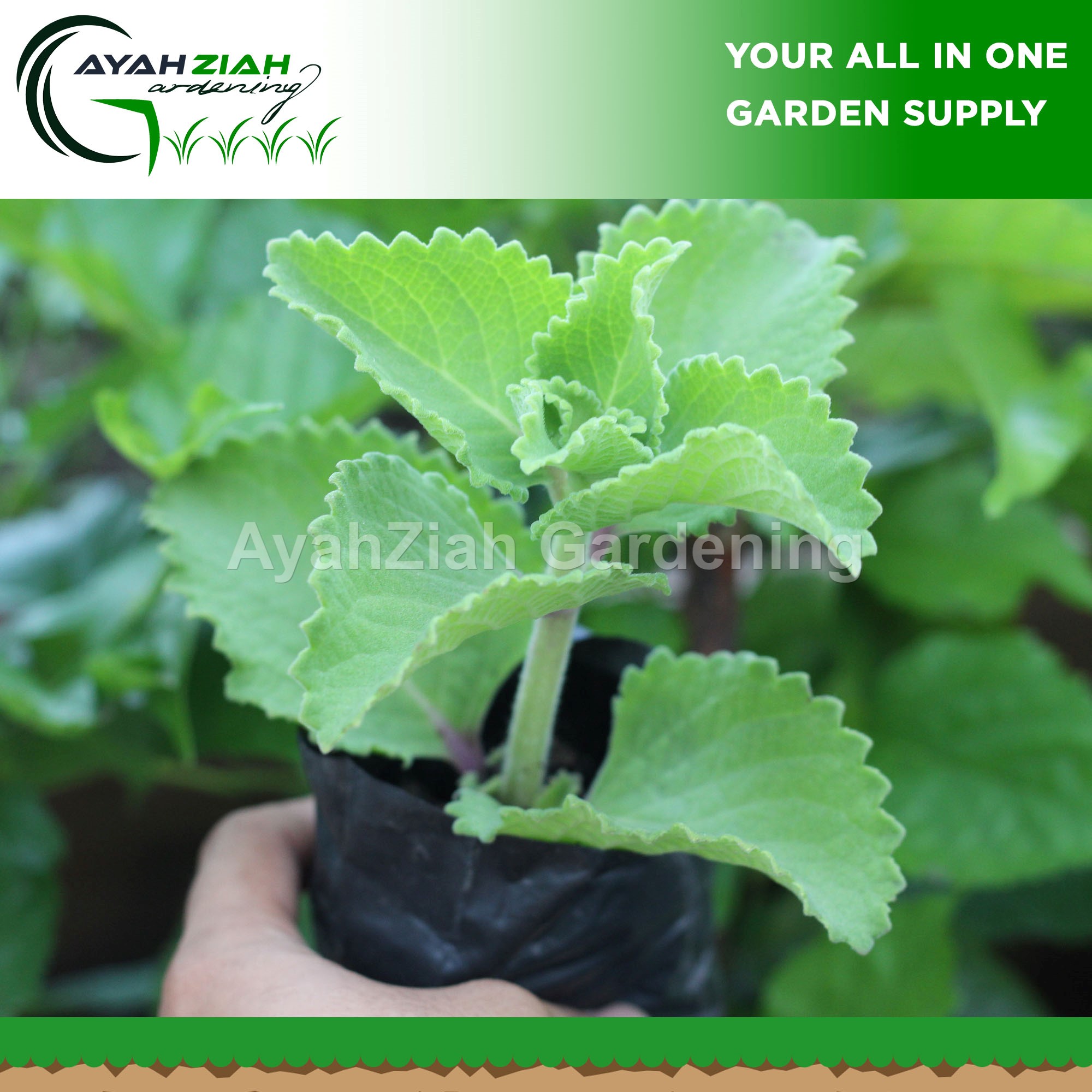 Oregano Live Plant + Seedling Pot / Fertilizer 46 leaves very