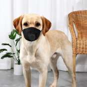 Adjustable Anti-fog Dog Mask for Medium and Large Dogs