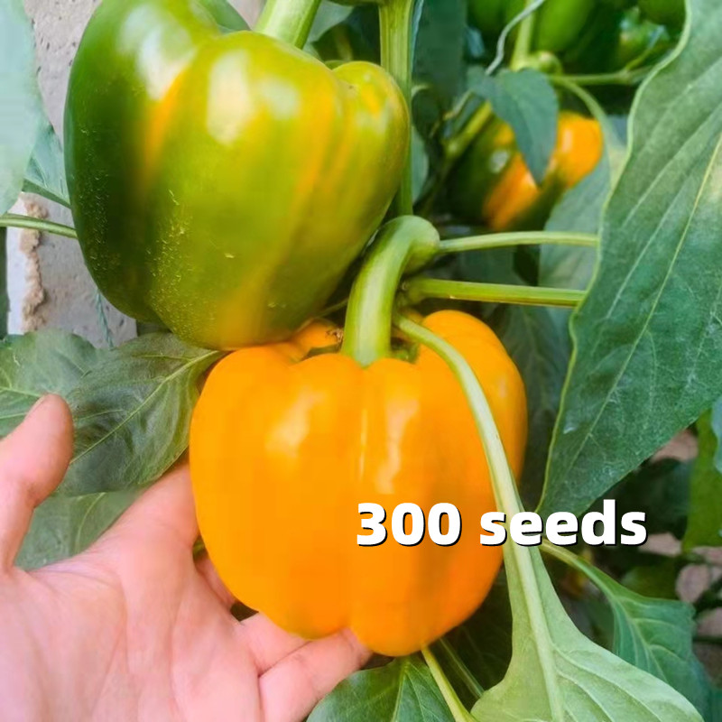 Pepper Seeds F1 Hybrid Hot Pepper Sili Seeds Sweet Bell Pepper Seeds Long Pepper Vegetable