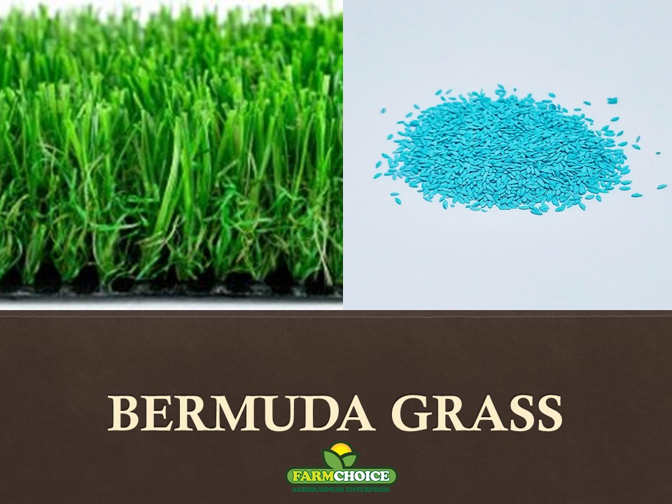 BERMUDA GRASS SEEDS (Cynodon dactylon) grass seeds Lazada PH