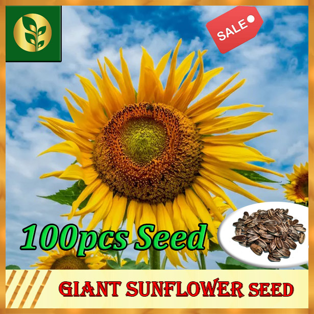 Giant Sunflower Seeds Sunflower Seeds Vegetables seeds Golden