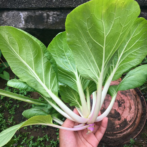 Petchaay Petchay Seeds - Pavito Pechay Seeds Vegetable Seeds50 seeds (not live ...
