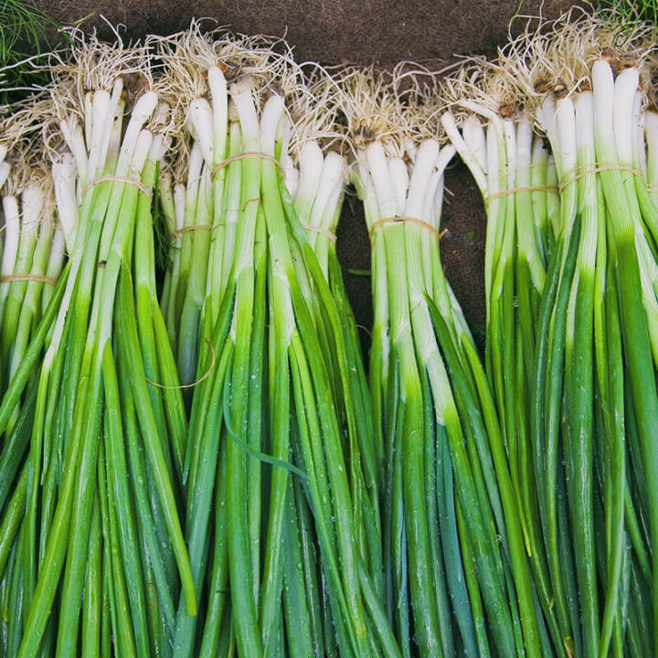 Four seasons chive seed chive seed vegetable green vegetable seed farm ...