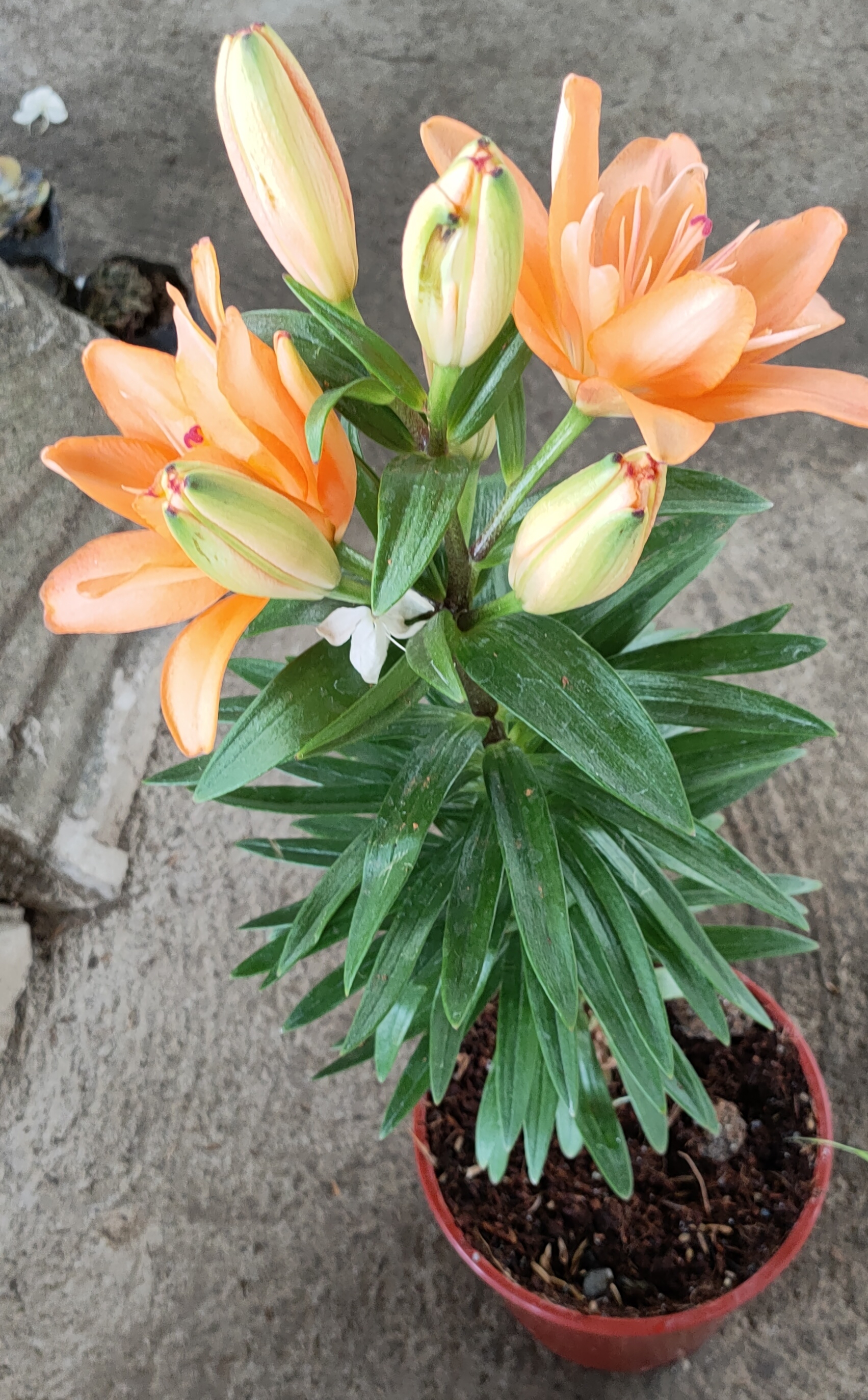 Stargazer plant deals