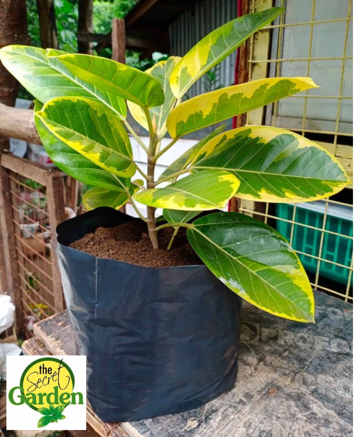 Lemon Lime Rubber Plant Add a Pop of Color to Your Home with This EasytoGrow Plant
