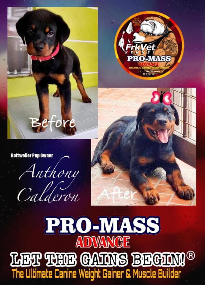 pro mass gainer for dogs