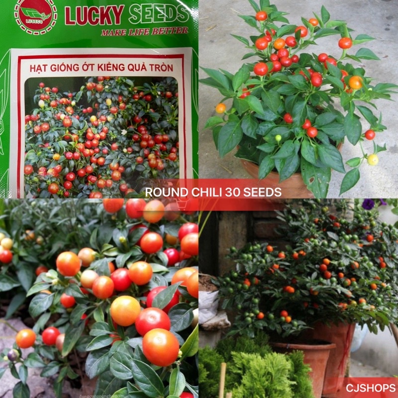 50 Seeds (buy 2 get 1 free) Red Round Chili for Sale Easy To Planting