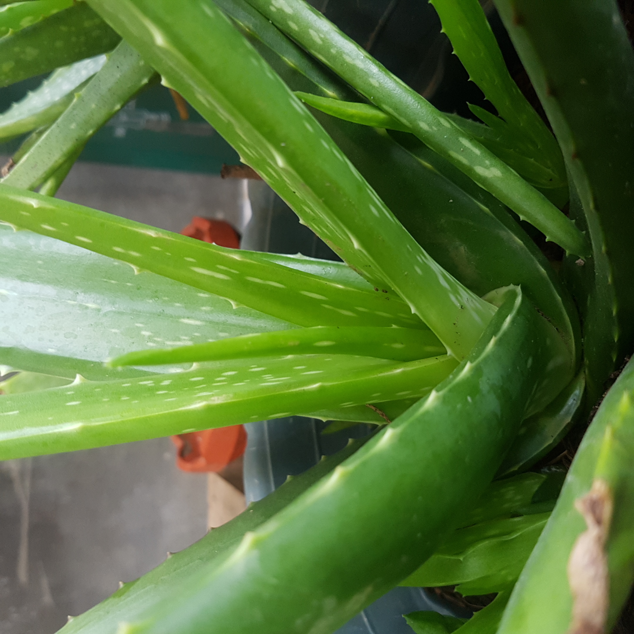 Aloe Vera uprooted [Luzon Area Only} Lazada PH