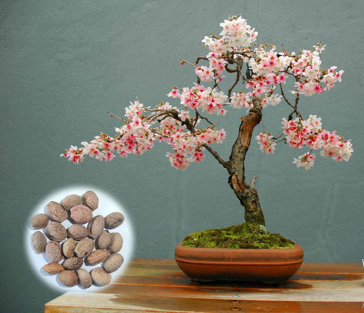 10PCS Garden Japanese Seeds Bonsai Flower Cherry Blossoms Plant Easy N4E2 