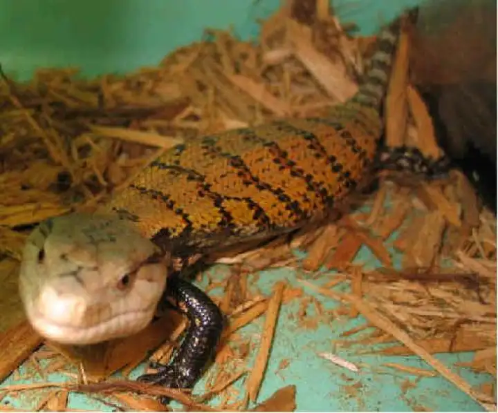 Forest Floor Reptiles Bedding For Snake Tortoise 100 Grams