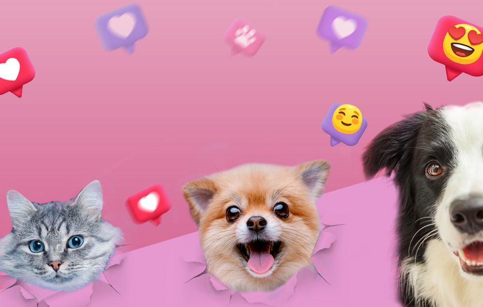 Dogs and the City Philippines Official Online Store Shop Now on