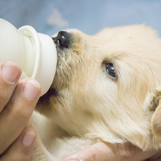 how often should a puppy drink milk