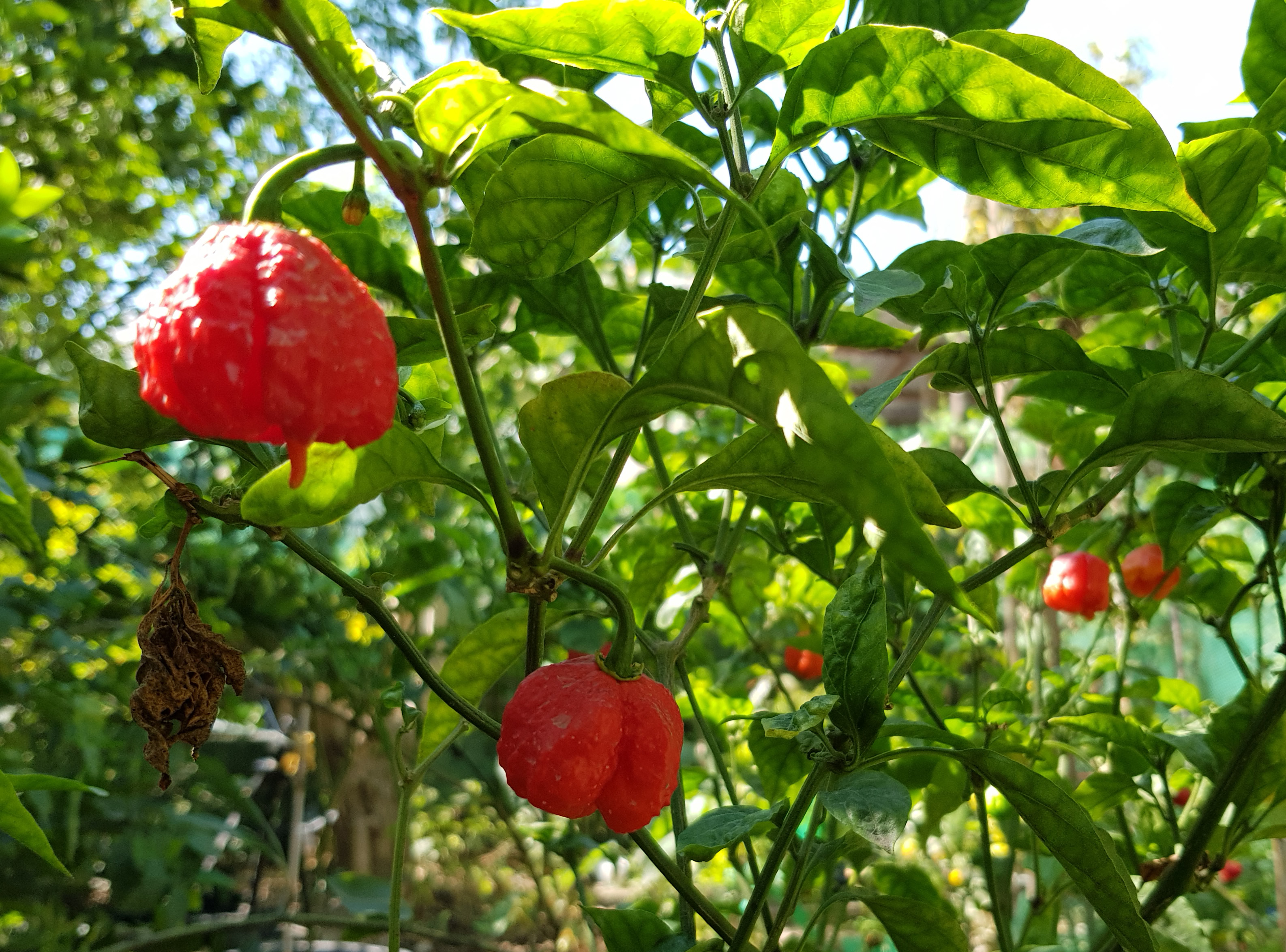 How To Grow Carolina Reaper In Philippines