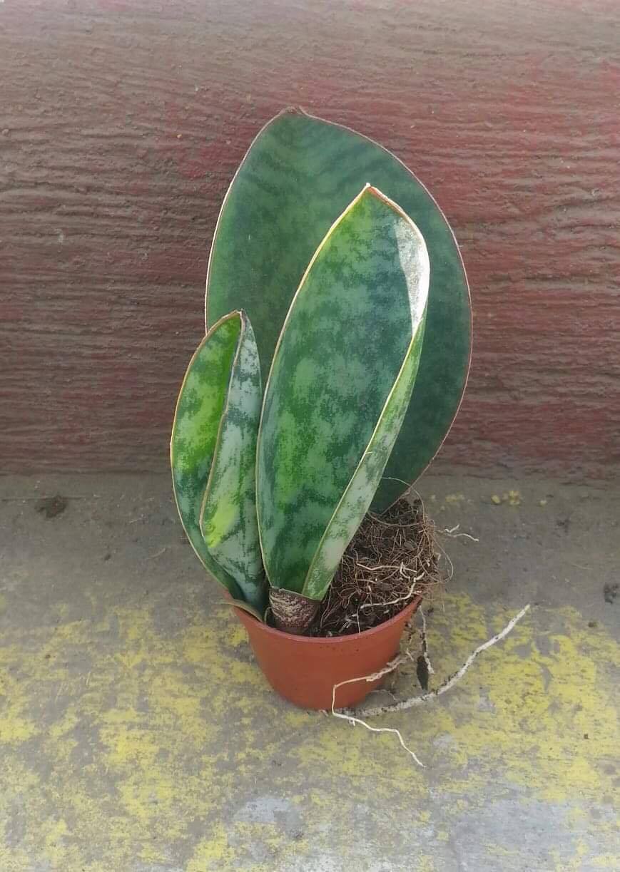 Whale Fin Snake Plant Lazada Ph