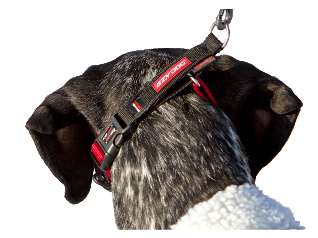 Ezydog Checkmate Collar Large Red 