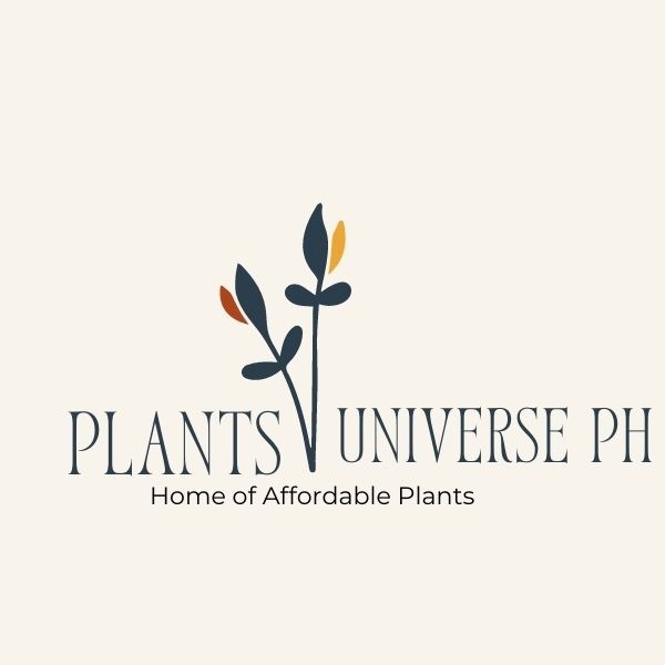 Shop online with Plants Universe Ph now! Visit Plants Universe Ph on ...