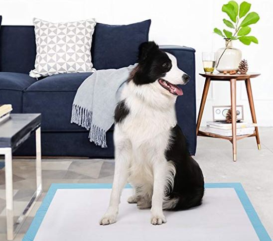 trained companion dogs for sale