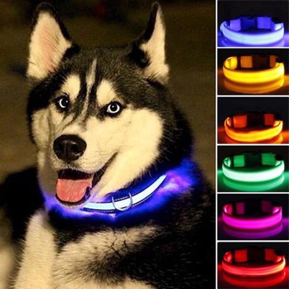 best led dog leash