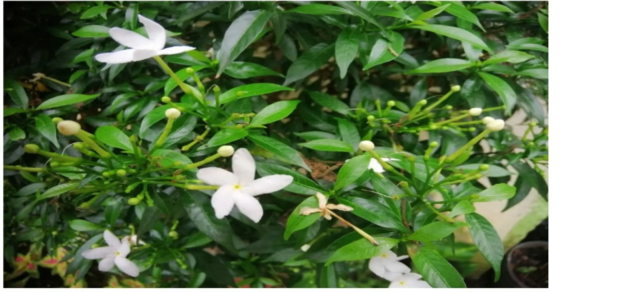 White Angel Pandakaki Outdoor Plant Real Or Live Plants Lazada Ph