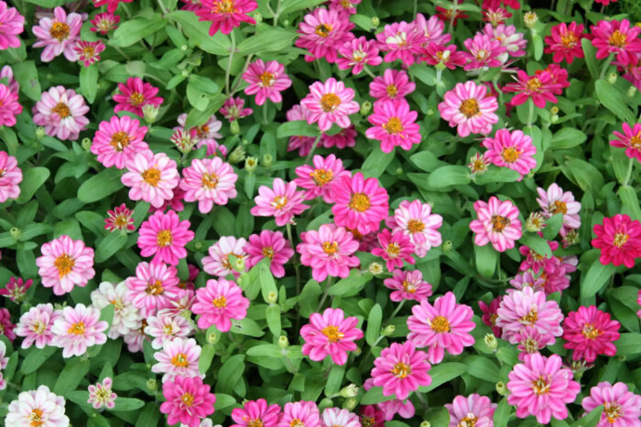 Mini Zinnia Flower Plant Seeds For Planting Lazada Ph